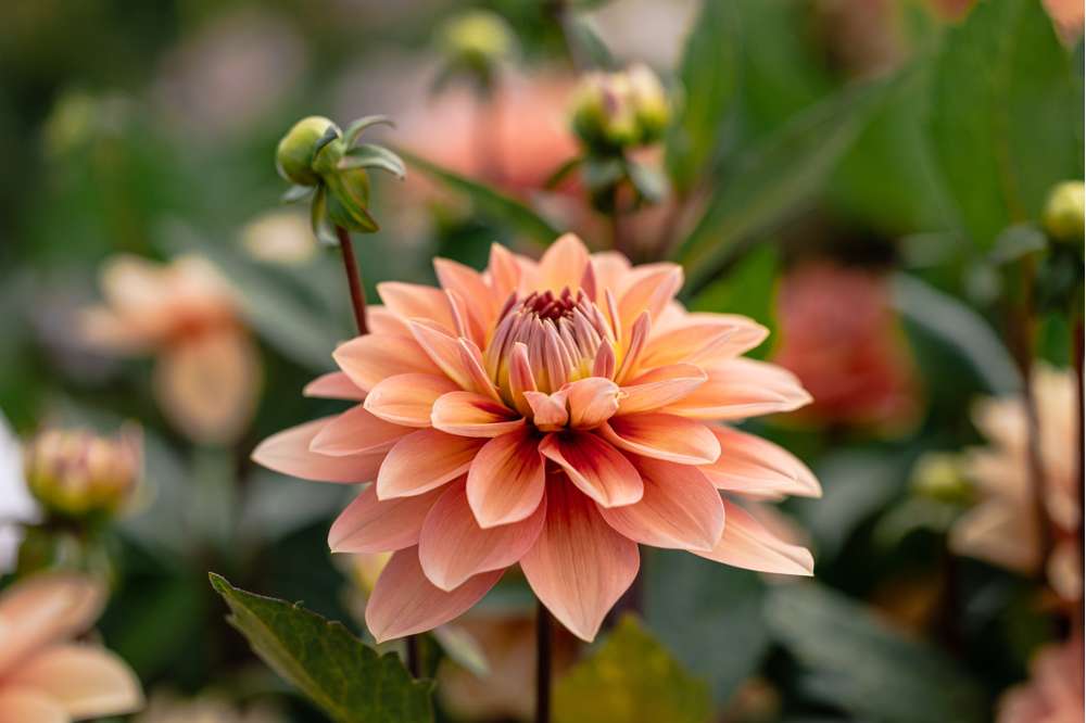 Dahlia 'Nicholas'